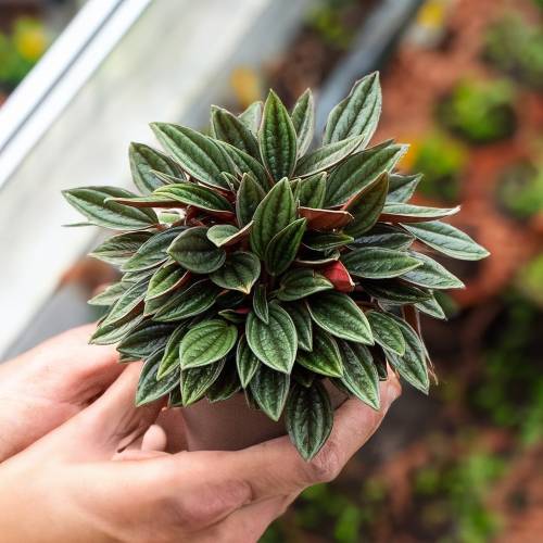 Peperomia Rosso