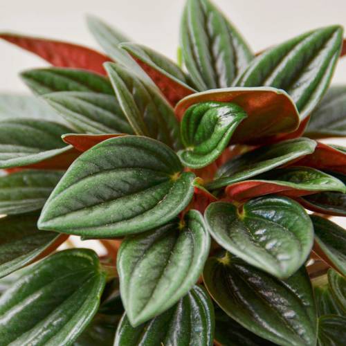 Peperomia Rosso