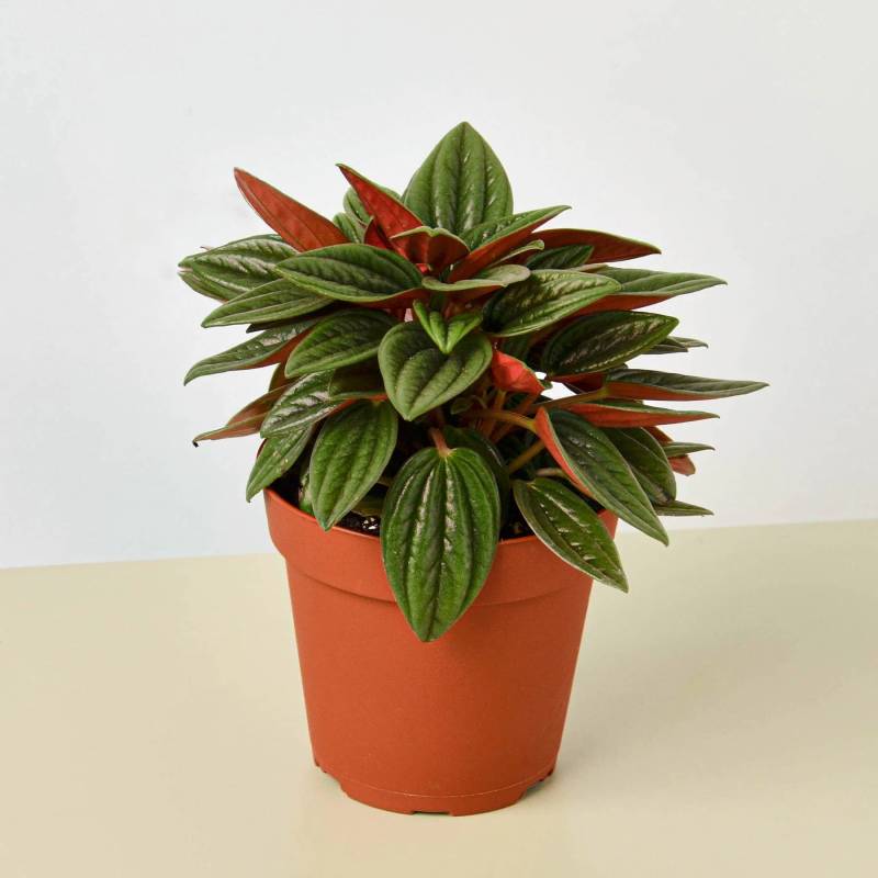 Peperomia Rosso