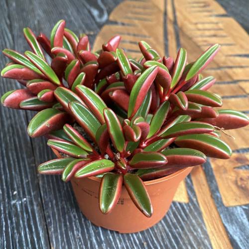 Peperomia Ruby Glow