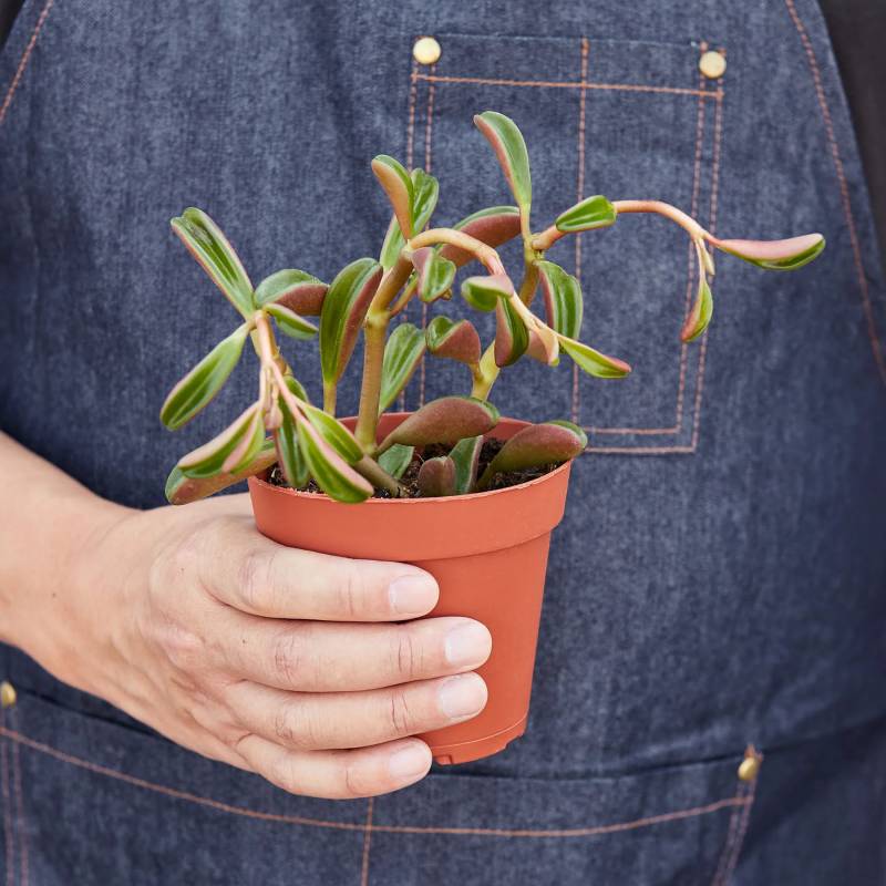 Peperomia Ruby Glow