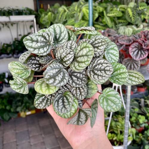 Peperomia Burbella