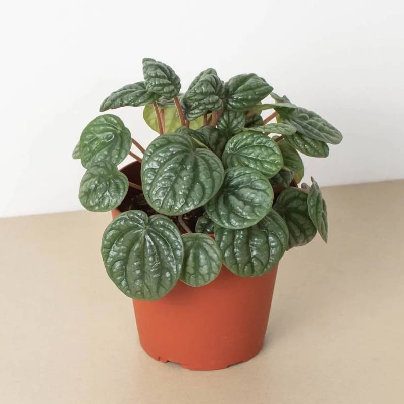 Peperomia Burbella