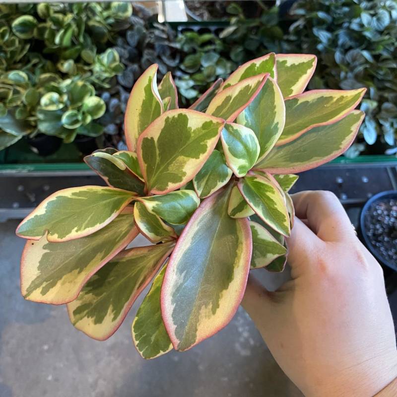 Peperomia Ginny