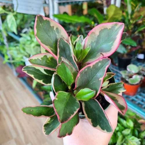 Peperomia Ginny