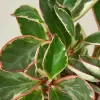 Peperomia Ginny