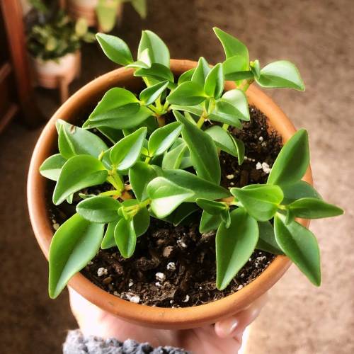 Peperomia Glabella