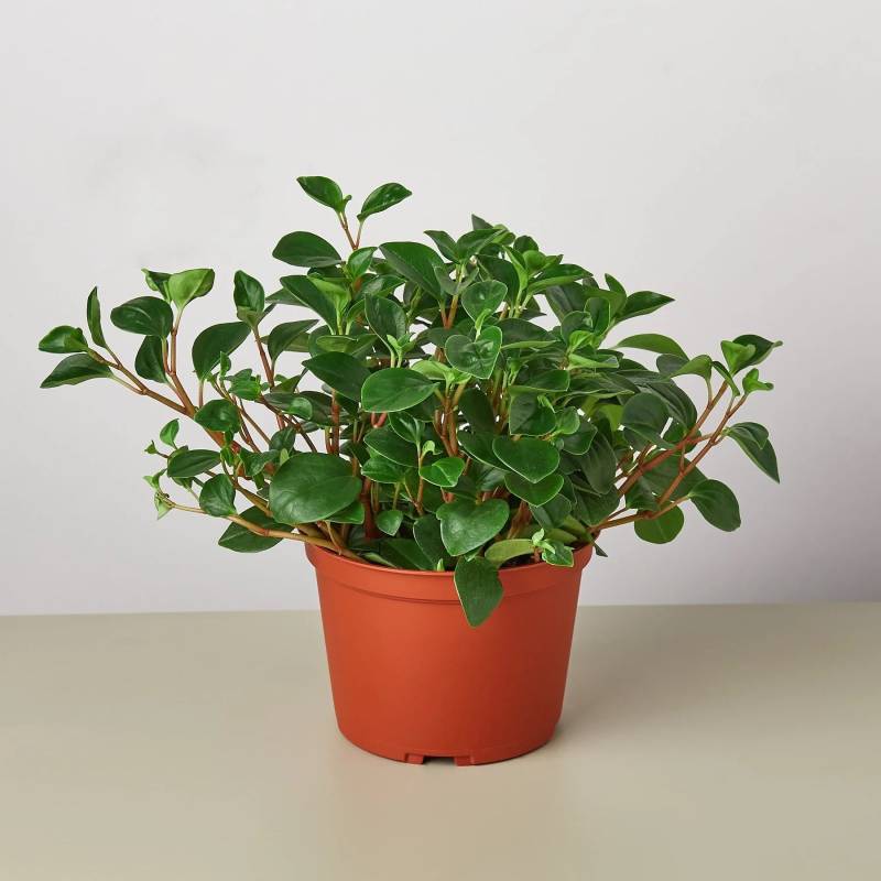 Peperomia Glabella