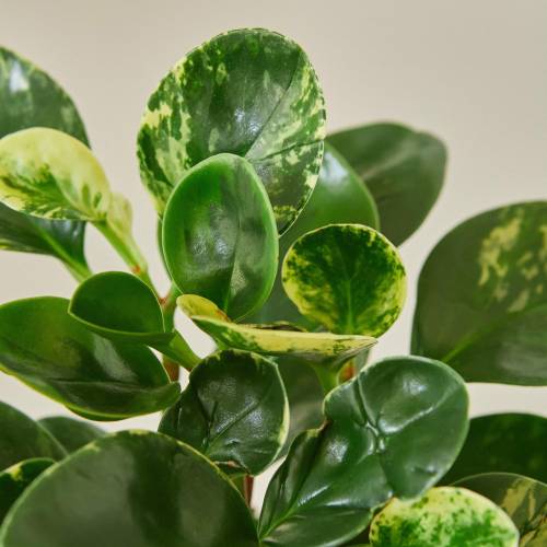 Peperomia Marble