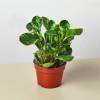 Peperomia Marble