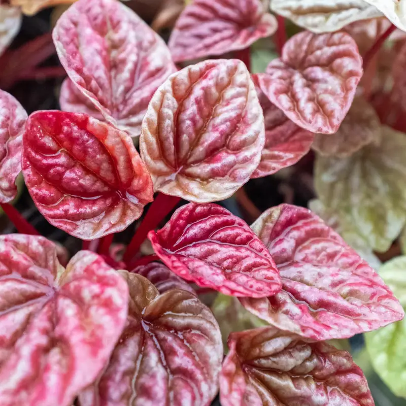 Peperomia Quito