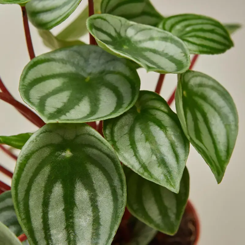 Peperomia Watermelon