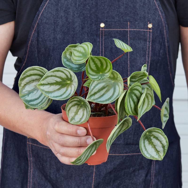 Peperomia Watermelon