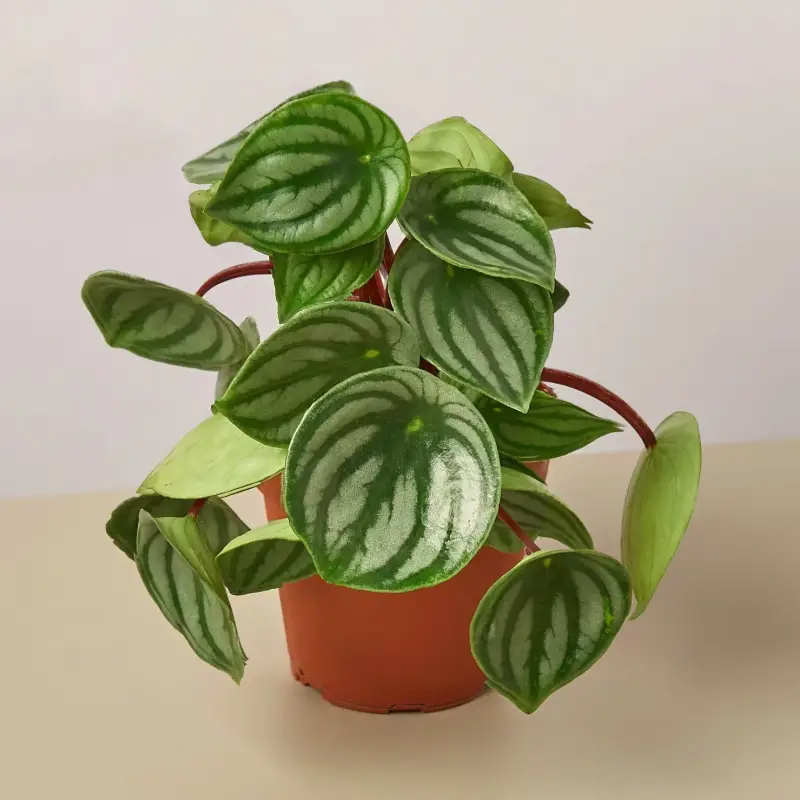 Peperomia Watermelon