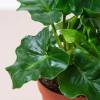 Philodendron Atom