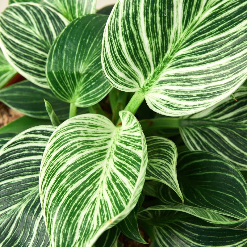 Philodendron Birkin