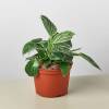 Philodendron Birkin