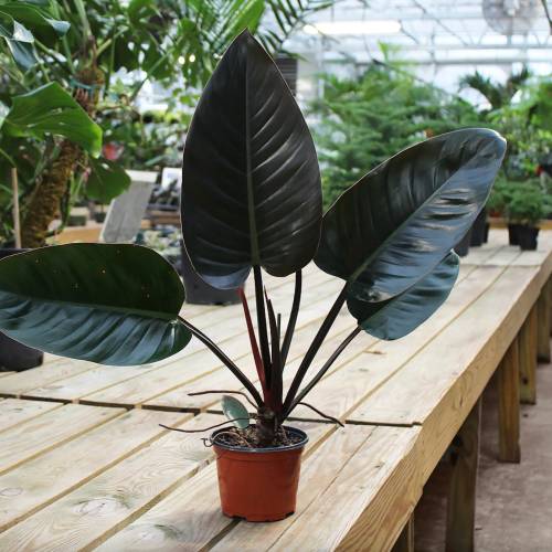 Philodendron Black Cardinal