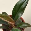 Philodendron Black Cardinal