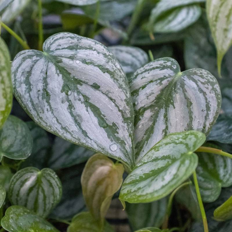 Philodendron Brandi