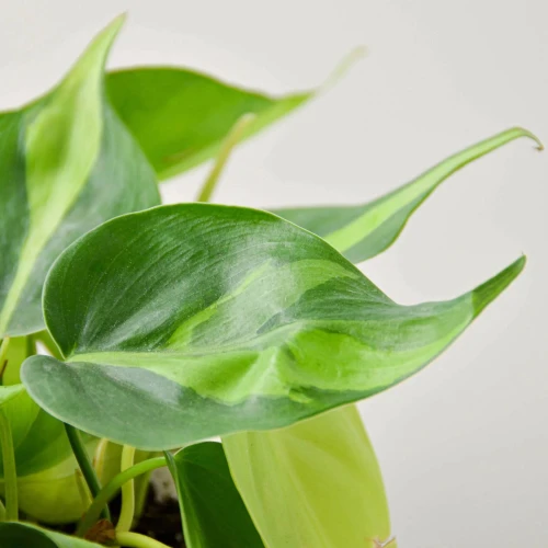 Philodendron Brasil