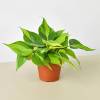 Philodendron Brasil