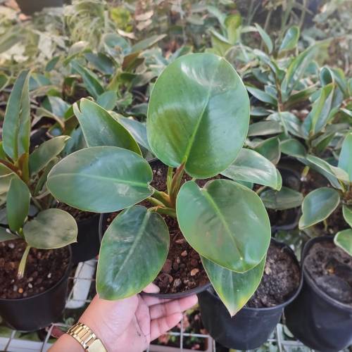 Philodendron Congo Green