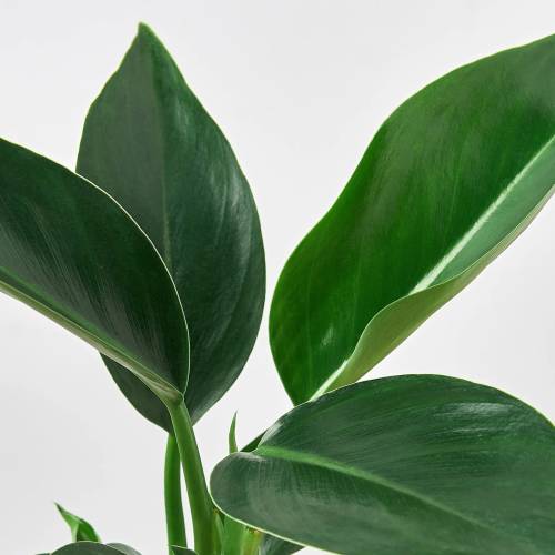 Philodendron Congo Green