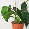 Philodendron Congo Green