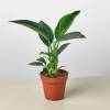 Philodendron Congo Green