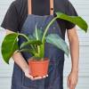 Philodendron Congo Green