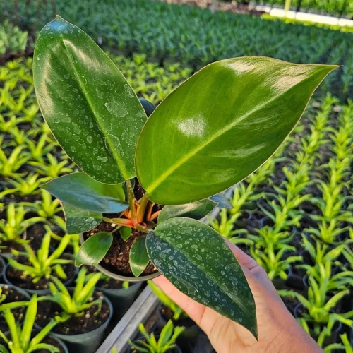 Philodendron Congo Rojo