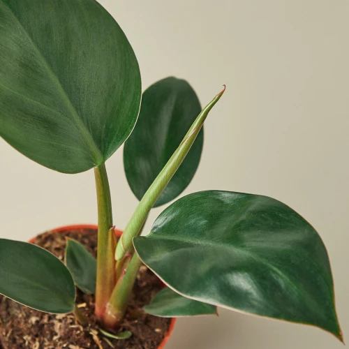 Philodendron Congo Rojo