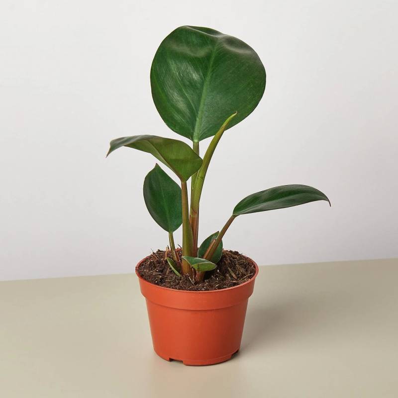 Philodendron Congo Rojo