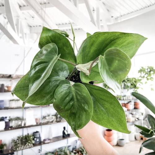 Philodendron Cordatum Heartleaf