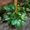Philodendron Dragon Tail
