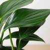 Philodendron Dragon Tail