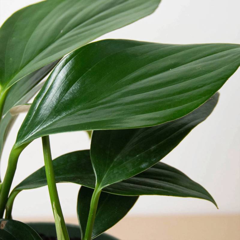 Philodendron Dragon Tail