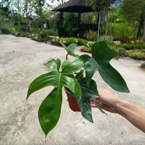 Philodendron Florida Green