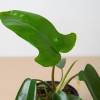 Philodendron Florida Green