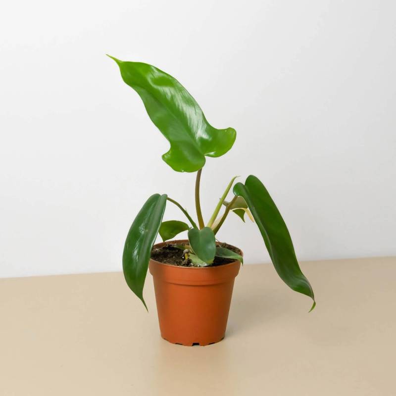 Philodendron Florida Green