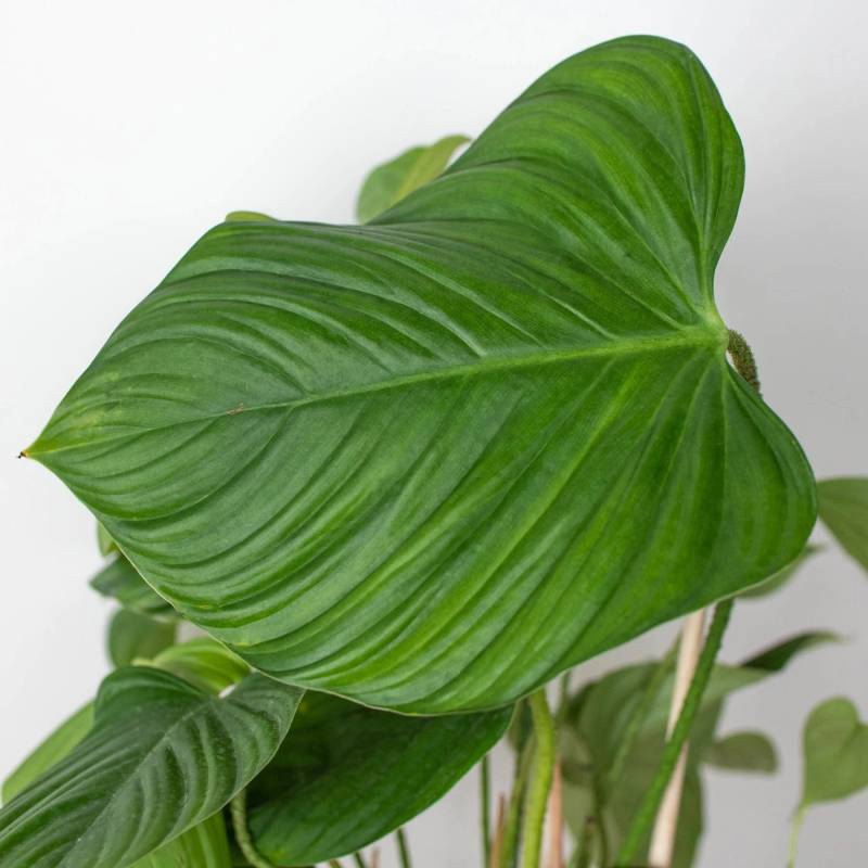 Philodendron Fuzzy Petiole