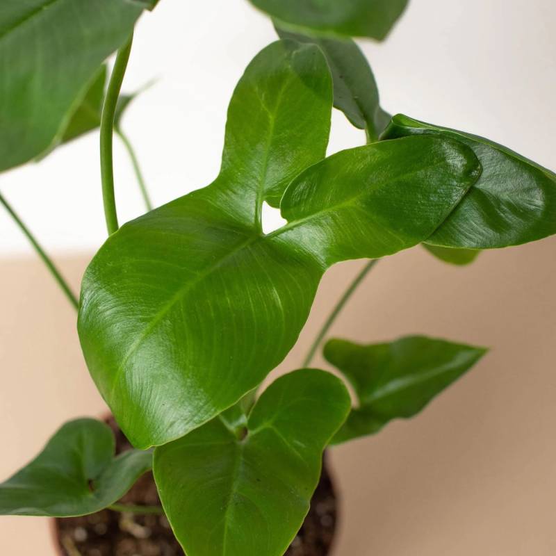 Philodendron Goeldii