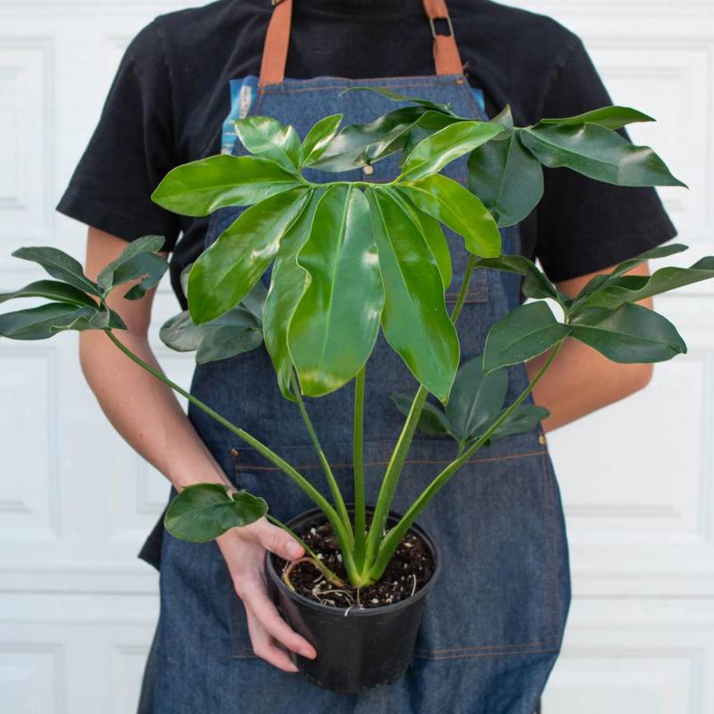 Philodendron Goeldii