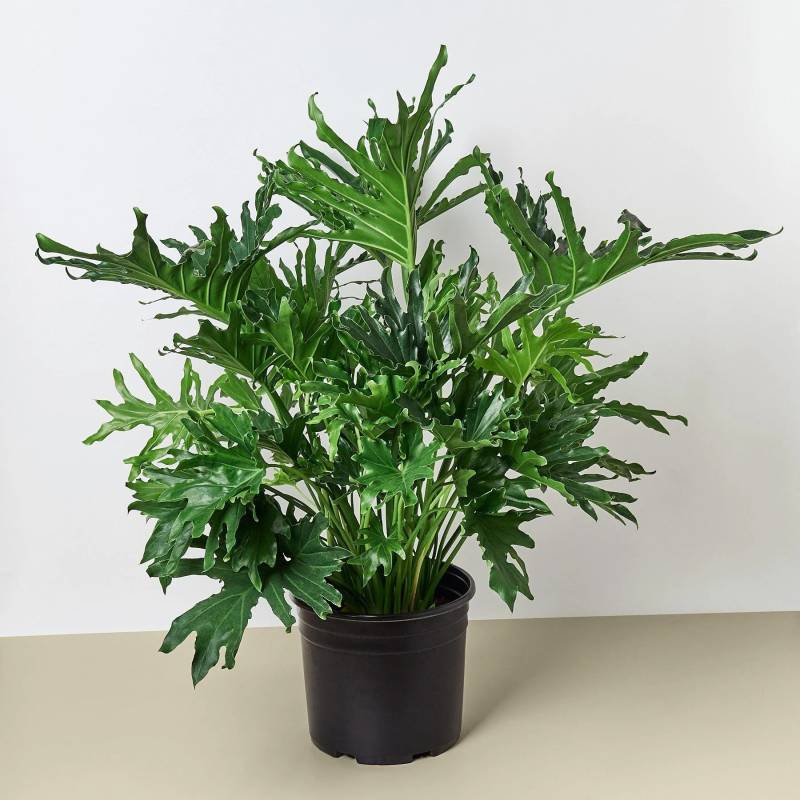 Philodendron Lickety Split