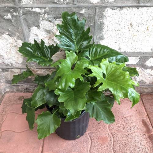 Philodendron Little Hope