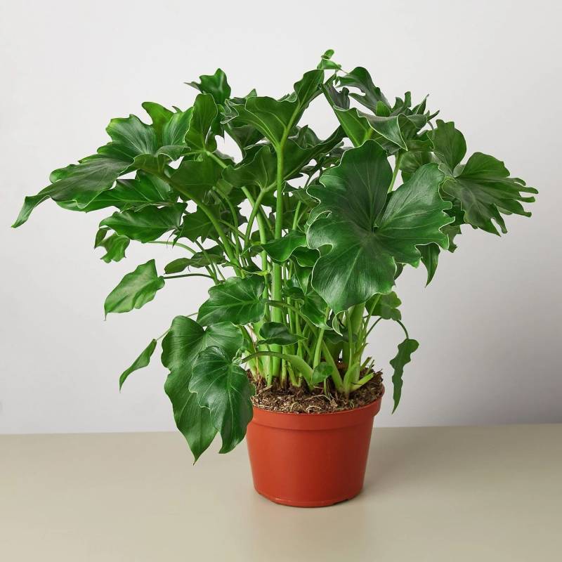 Philodendron Little Hope