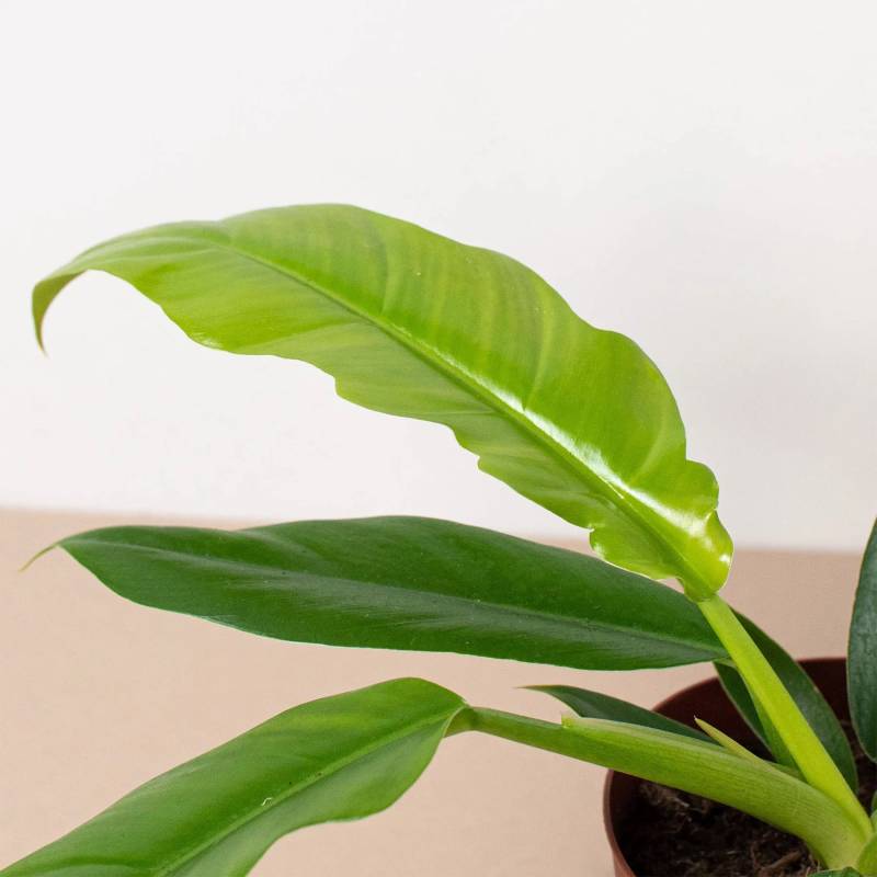 Philodendron Narrow Escape