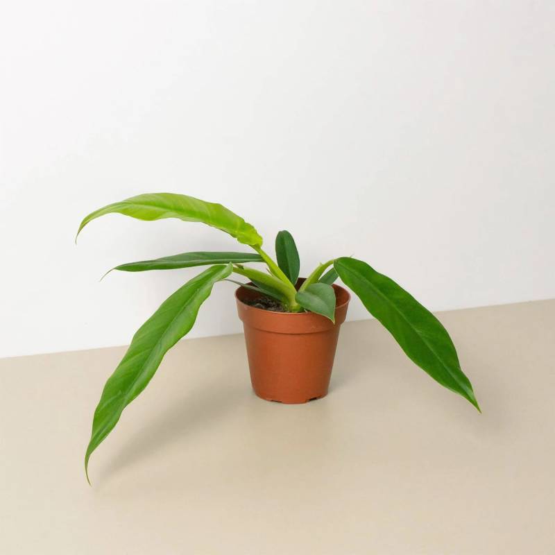 Philodendron Narrow Escape