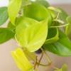 Philodendron Neon